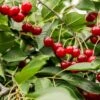 Combination Dwarf Cherry Tree (3 Varieties) -Fruit Tree Home combination cherry 1