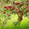 Combo Disease-Resistant Apple (4 Varieties) -Fruit Tree Home combo disease resistant apple 1