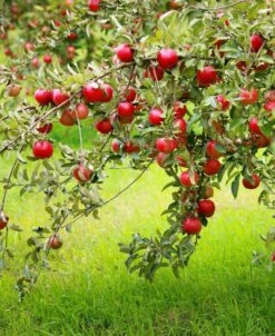 Combo Disease-Resistant Apple (5 Varieties)