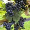 Concord Grape