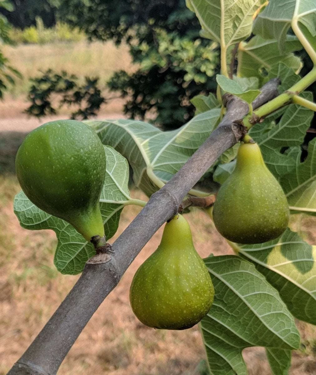 Desert King Fig 3 Desert King Fig