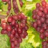 Einset Seedless Grape (Non Certified) -Fruit Tree Home einset grape 1 648327ec 2c41 4396 a0ec 946aecfe0cb9