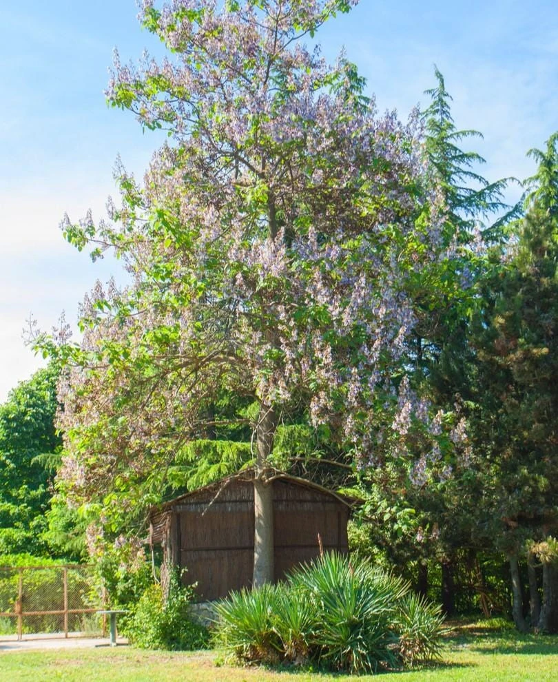 Empress Tree 3 Empress Tree