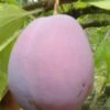Ersinger European Plum -Fruit Tree Home ersinger