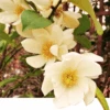 Michelia Doltsopa "Fairy Cream" -Fruit Tree Home fmcream