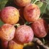 Combo Mirabelle Plum (4 Varieties) 1 Combo Mirabelle Plum (4 Varieties) -Fruit Tree Home geneva mirabelle 16ee4f44 111e 4792 8dee 26d67292e5fb 1