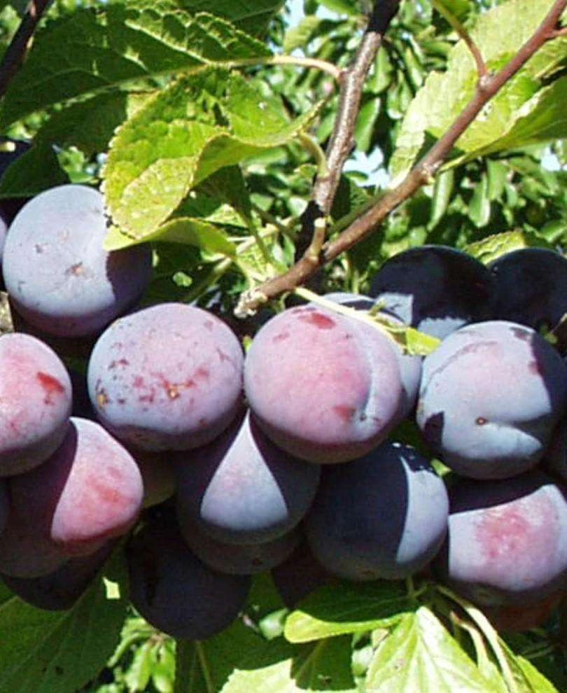 Gras Romanesc European Plum 3 Gras Romanesc European Plum