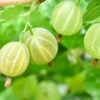Pixwell Gooseberry -Fruit Tree Home green gooseberry