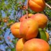 Harglow Apricot -Fruit Tree Home harglow apricot