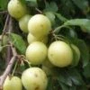 Yellow Roadside Plum 1 Yellow Roadside Plum -Fruit Tree Home httpraintreenursery.netpc324
