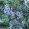 Aurora Blueberry -Fruit Tree Home httpraintreenursery.netpe201 aurora