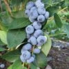 Liberty Blueberry -Fruit Tree Home httpraintreenursery.netpe246 liberty blue