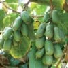 Jumbo Hardy Kiwi -Fruit Tree Home httpraintreenursery.netph430 031