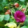Scabrosa Rose -Fruit Tree Home httpraintreenursery.netpl680 01