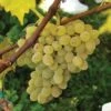 Neptune Seedless Grape -Fruit Tree Home httpraintreenursery.netpneptunegrape1