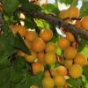 Hunza Apricot 1 Hunza Apricot -Fruit Tree Home hunza apricot