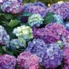 L.A. Dreamin’® Hydrangea