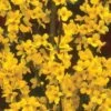 Alpha Gold Tide™ Forsythia -Fruit Tree Home image 9c37b531 d340 4111 a1b8 f454f1ac113a 1