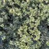 Alpha Variegated Boxwood -Fruit Tree Home image c6b849d7 3f1e 49ed a861 9944f09d7091 1
