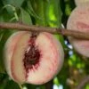 Indian Free Peach 2 Indian Free Peach -Fruit Tree Home indian free peach