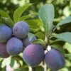 Italian Prune European Plum -Fruit Tree Home italianprune