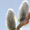 Japanese Pussywillow -Fruit Tree Home japanese pussy willow