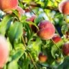 Pretty Perfect Peach Bundle No.1 -Fruit Tree Home juicy peaches hang on a branch 6