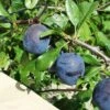 Kirke's Blue European Plum -Fruit Tree Home kirkes blue 1