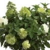 Limelight® Hydrangea -Fruit Tree Home limelight