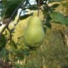 Limon Quince -Fruit Tree Home limon quince 1