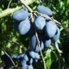 Long John European Plum 2 Long John European Plum -Fruit Tree Home long john 1