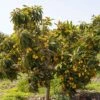 Loquat Seedling 1 Loquat Seedling -Fruit Tree Home loquat 2 1