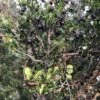Luma (Chilean Myrtle Berry) -Fruit Tree Home luma 1