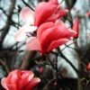 Galaxy Magnolia 1 Galaxy Magnolia -Fruit Tree Home magnolia galaxy briggs 01 gpp