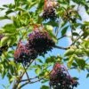 Marge Elderberry -Fruit Tree Home marge