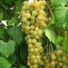 Marquis Seedless Grape -Fruit Tree Home marquis grape 1 1