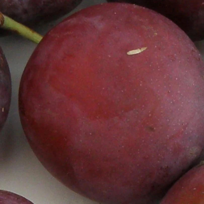 Monsieur Hatif European Plum 2 Monsieur Hatif European Plum