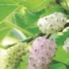 Pakistan White Fruiting Mulberry -Fruit Tree Home mulberries d435 white fruiting 1