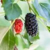 Dwarf Mulberry -Fruit Tree Home mulberry product