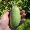 Shenandoah™ Paw Paw -Fruit Tree Home paw paw 2