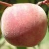 Salish Summer Peach 1 Salish Summer Peach -Fruit Tree Home peach c530 salish summer 1