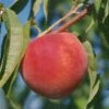 Early Redhaven Peach -Fruit Tree Home peach red haven