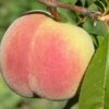 Kit Donnell Peach 1 Kit Donnell Peach -Fruit Tree Home peaches c507 kit donnell 1