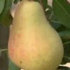 Butirra Precoce Morettini European Pear -Fruit Tree Home pears b160 butirra precoce morettini 1