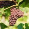 Pinot Gris Grape