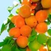 Tilton Apricot -Fruit Tree Home plantnet rootstock apricot dwarf tilton