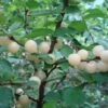 Blanca P. Tomentosa 1 Blanca P. Tomentosa -Fruit Tree Home prunus tomentosa White