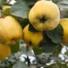 Aromatnaya Russian Quince -Fruit Tree Home quince
