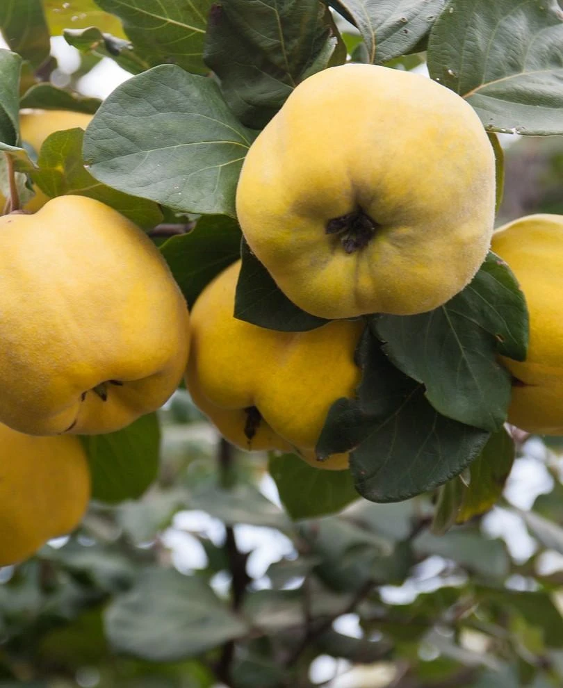 Fruit Tree Home -Fruit Tree Home quince