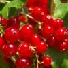 Tatran Red Currant -Fruit Tree Home red currant 2